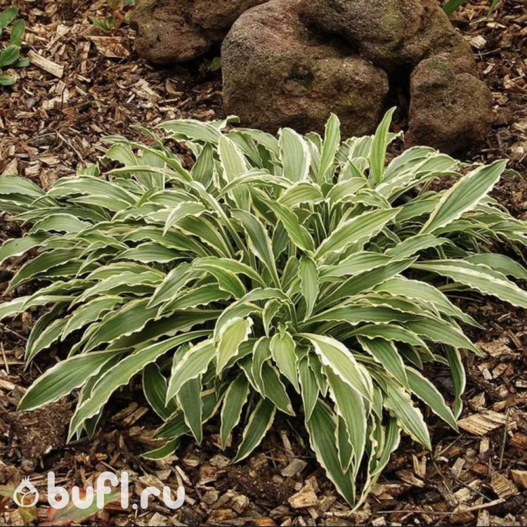 Хоста Stiletto (S) Хоста Stiletto (S)