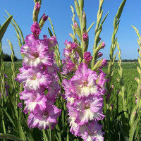 Гладиолус Cera Corfinio (5 луковиц)