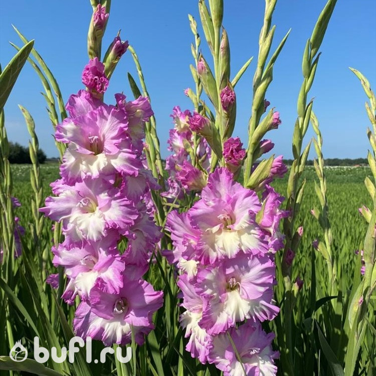 Гладиолус Cera Corfinio (5 луковиц)