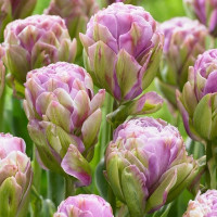 Тюльпан Виолет Пранаа (Violet Pranaa) 5 луковиц