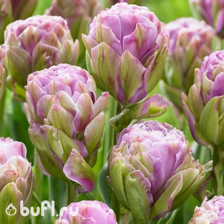 Тюльпан Виолет Пранаа (Violet Pranaa) 5 луковиц