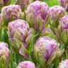 Тюльпан Виолет Пранаа (Violet Pranaa) 5 луковиц