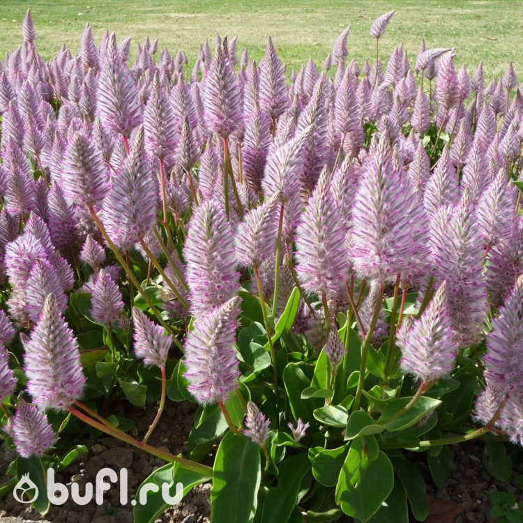 Птилотус Joey (семена 5 шт.)