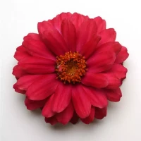 Цинния Zahara Cherry (семена 10 шт.)
