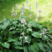 Хоста Plantaginea Grandiflora (ML)