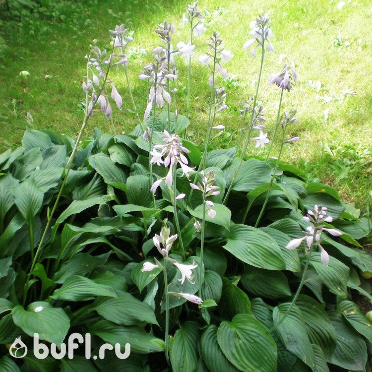 Хоста Plantaginea Grandiflora (ML)