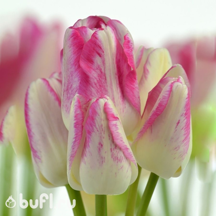 Тюльпан Дрим Клаб (Dream Club) 5 луковиц