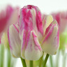 Тюльпан Дрим Клаб (Dream Club) 5 луковиц