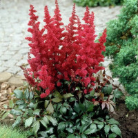 Астильба arendsii Fanal