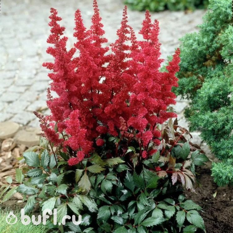 Астильба arendsii Fanal