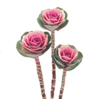 Капуста декоративная Crane Pink Капуста декоративная Crane Pink