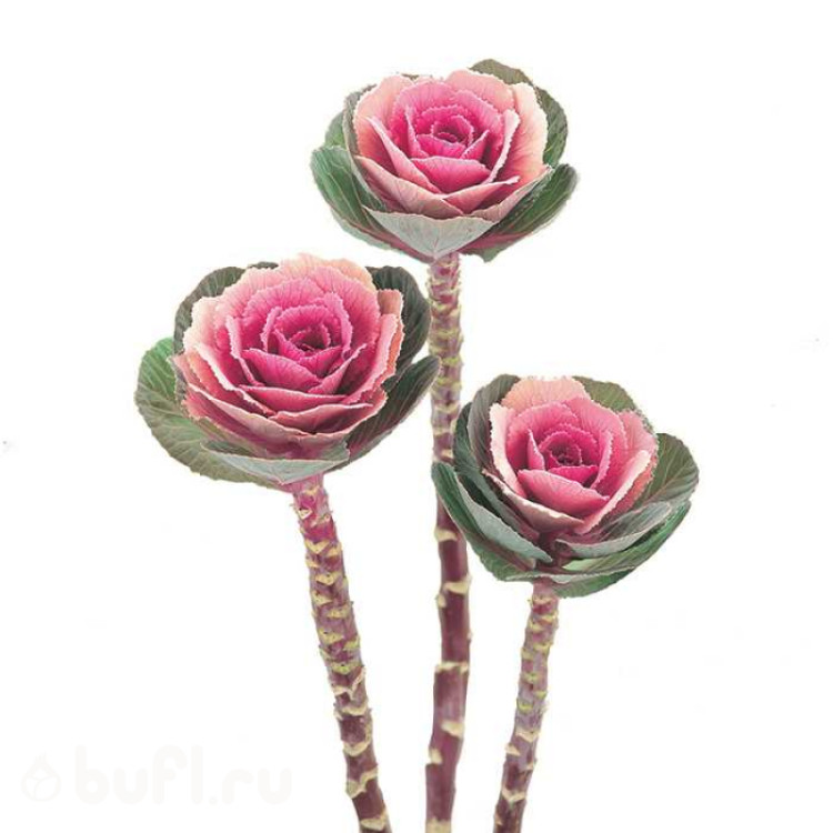 Капуста декоративная Crane Pink Капуста декоративная Crane Pink