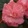 Бегония клубневая AmeriHybrid Ruffled Pink (семена 5 шт.)