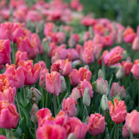 Тюльпан Амейзинг Пэррот (Amazing Parrot) 5 луковиц