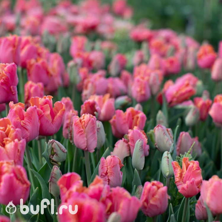 Тюльпан Амейзинг Пэррот (Amazing Parrot) 5 луковиц