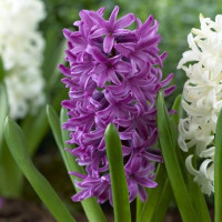 Гиацинт Purple Sensation (3 луковицы)
