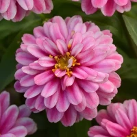 Цинния Zahara Raspberry Ripple (семена 10 шт.)