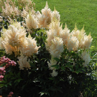 Астильба arendsii Weisse Gloria