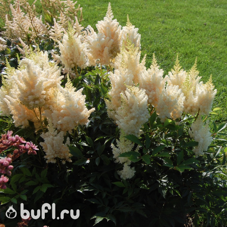 Астильба arendsii Weisse Gloria