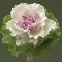 Капуста декоративная Crane Ruffle Bicolour