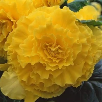 Бегония клубневая AmeriHybrid Ruffled Yellow (семена 5 шт.)