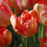 Тюльпан Априкот Пэррот (Apricot Parrot) 5 луковиц