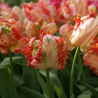 Тюльпан Априкот Пэррот (Apricot Parrot) 5 луковиц