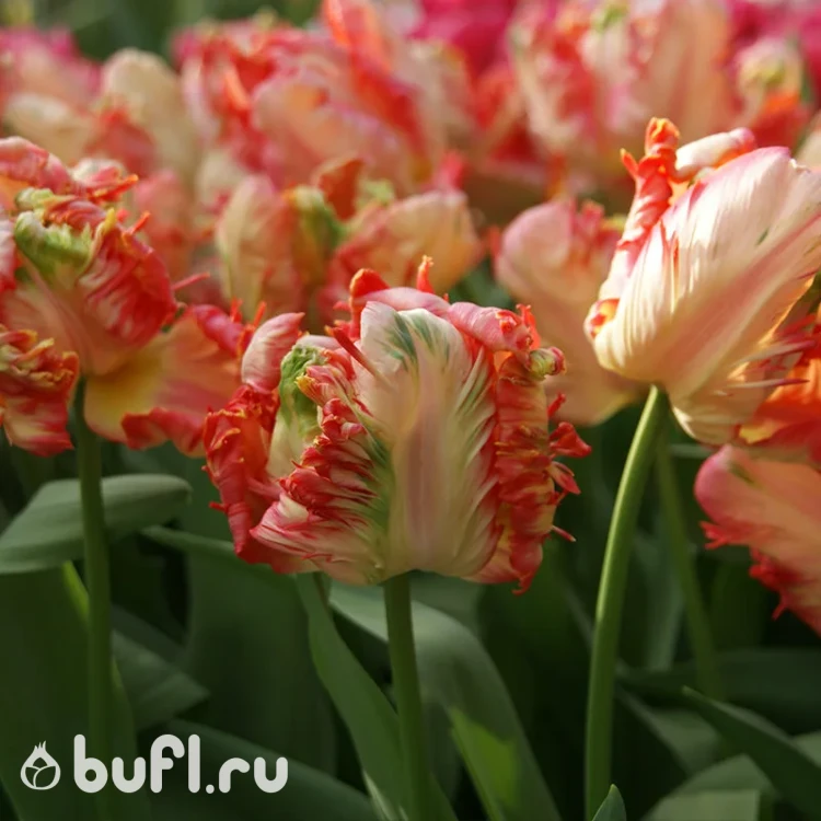 Тюльпан Априкот Пэррот (Apricot Parrot) 5 луковиц