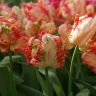 Тюльпан Априкот Пэррот (Apricot Parrot) 5 луковиц