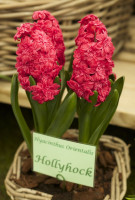 Гиацинт Hollyhock (3 луковицы)