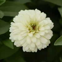 Цинния Zahara White (семена 10 шт.)