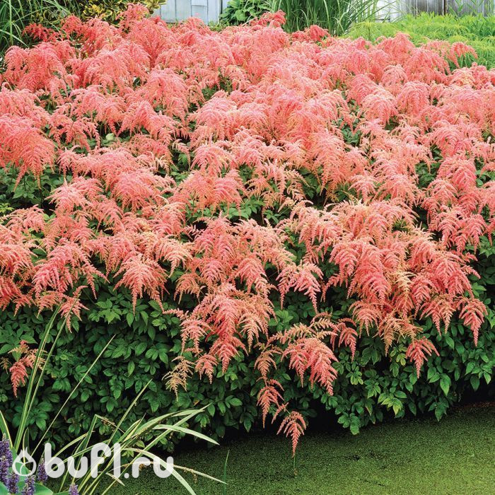 Астильба thunbergii Straussenfeder