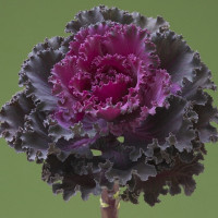 Капуста декоративная Crane Ruffle Red