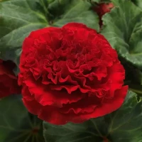 Бегония клубневая AmeriHybrid Ruffled Red (семена 5 шт.)