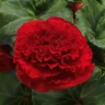 Бегония клубневая AmeriHybrid Ruffled Red (семена 5 шт.)