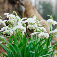 Галантус Флоре Плено (Galanthus Flore Pleno) 10 луковиц