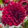 Георгин (Dahlia) Arabian Night