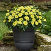 Цинния Zahara Yellow (семена 10 шт.)