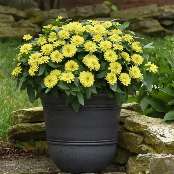 Цинния Zahara Yellow (семена 10 шт.)