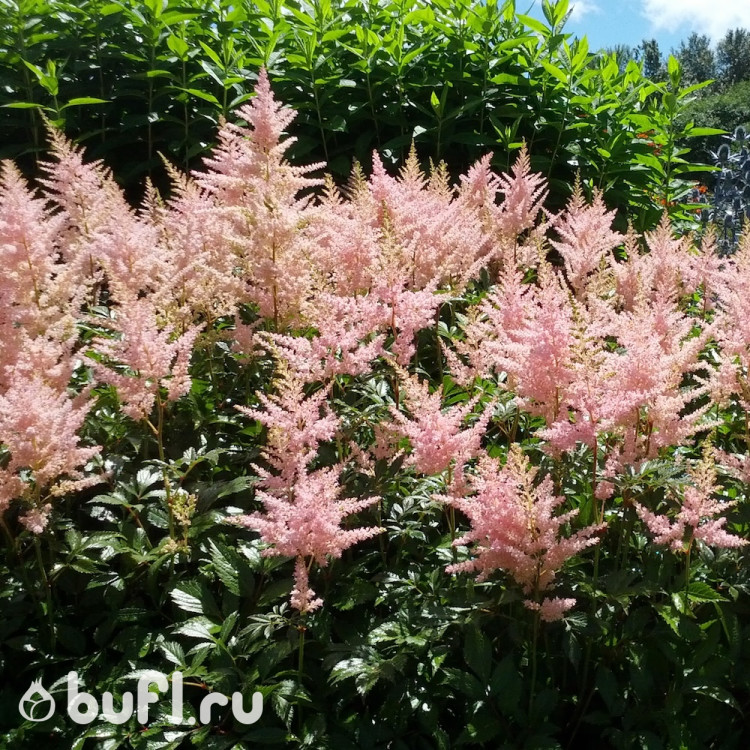 Астильба arendsii Erika