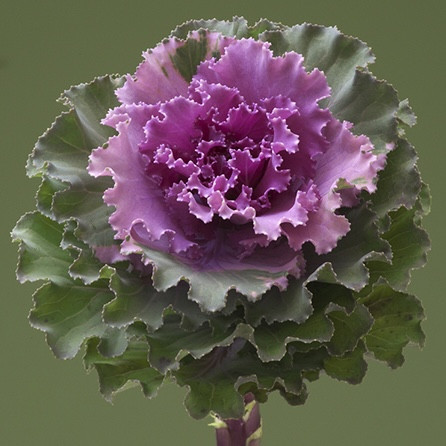 Капуста декоративная Crane Ruffle Rose