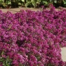 Алиссум Clear Crystal Purple Shades (семена 10 шт.)