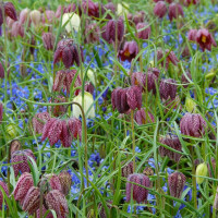 Рябчик Мелеагрис Микс (Fritillaria Meleagris Mixed) 5 луковиц