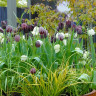 Рябчик Мелеагрис Микс (Fritillaria Meleagris Mixed) 5 луковиц