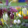 Рябчик Мелеагрис Микс (Fritillaria Meleagris Mixed) 5 луковиц