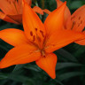 Лилия Оранж Тон (Orange Ton)