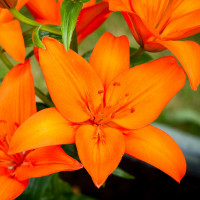 Лилия Оранж Тон (Orange Ton)