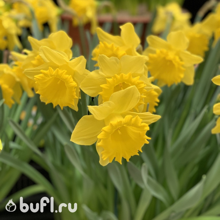 Bufl Ru Интернет Магазин Луковиц Цветов Отзывы