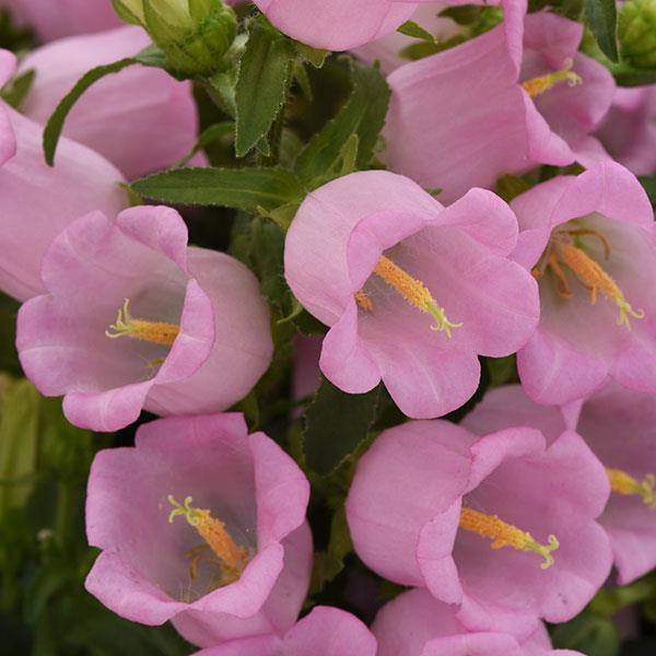 Колокольчик розовый (10 семян)