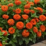 Цинния Zesty Orange (семена 5 шт.)